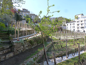 Vignobles de Montmartre